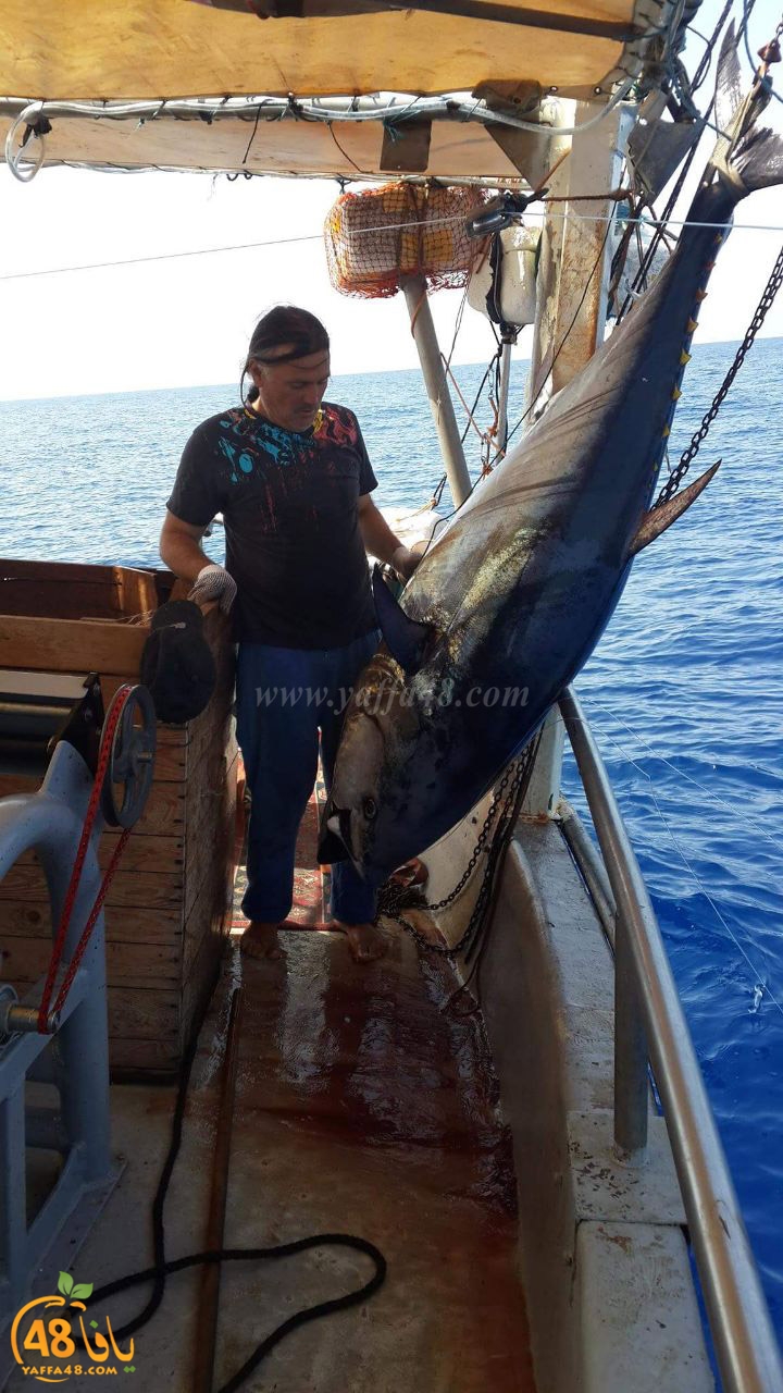 tuna fish yaffa (3).jpg